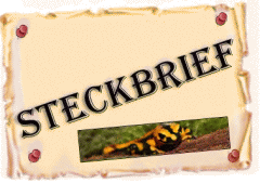 steckbrief amphibien